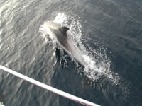 020508 01  Delfiner mitt på Nordsjön