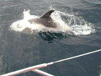 020508 04  Delfiner mitt på Nordsjön