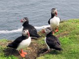 Lunnefåglar vid Sumburgh Head den sydligaste punkten på Mainland.